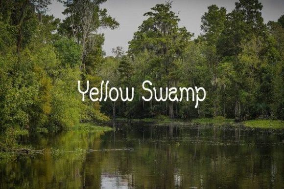 Yellow Swamp Font Review: Playful Display Type for Branding