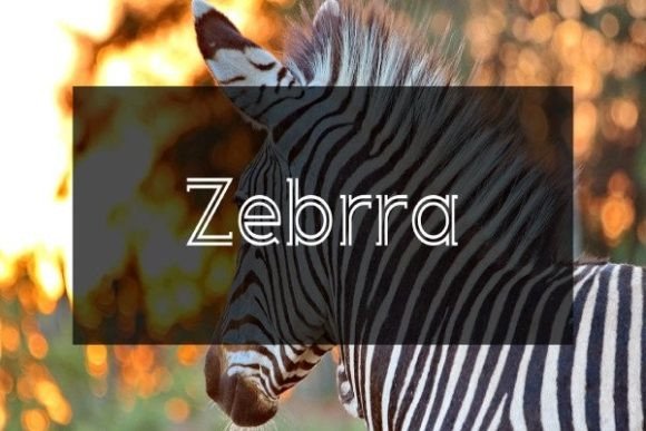 Zebrra Font: Elevate Digital Campaigns with Bold Type